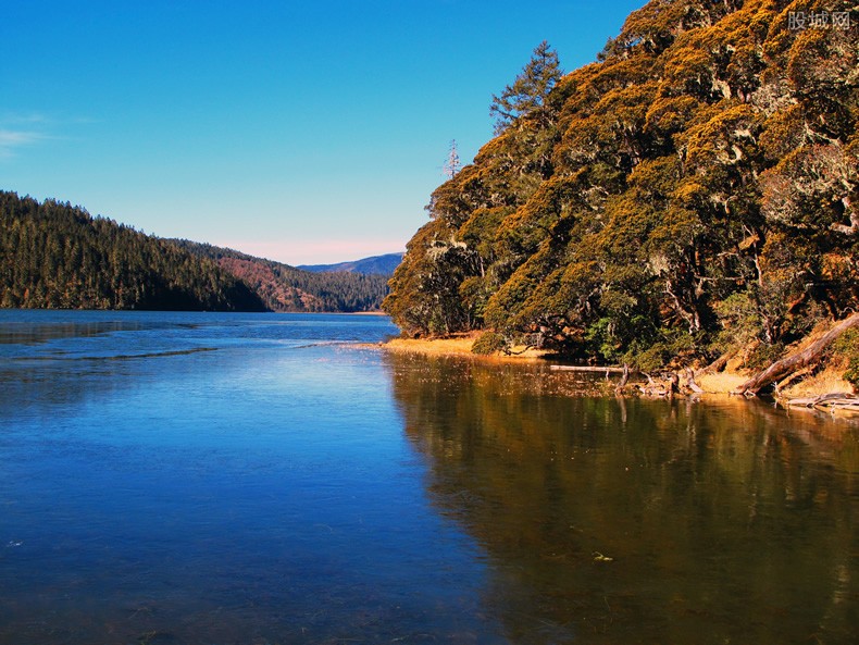 “水中杀手”鳄雀鳝有多可怕