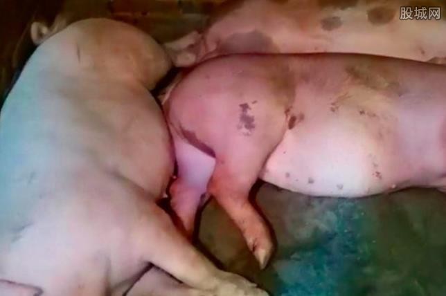 给母猪安装空调