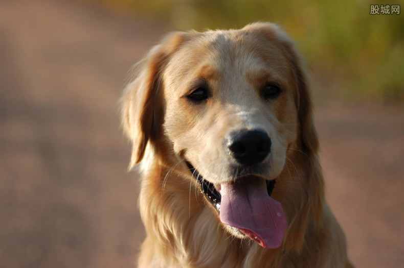 金毛弟弟打吊针哥哥帮举药瓶