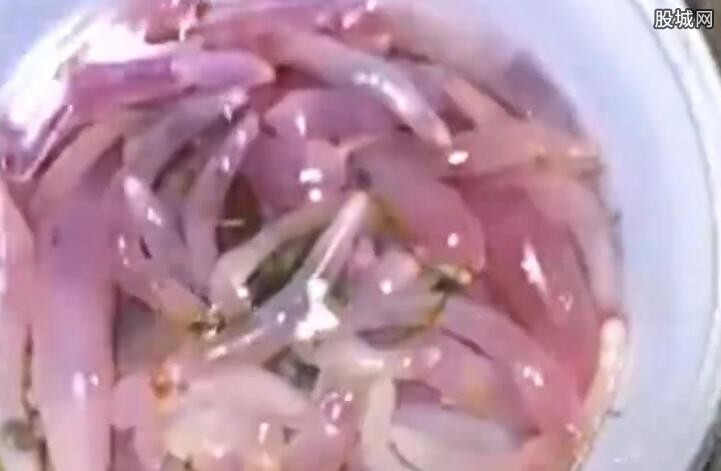 烟台海边现大量海肠