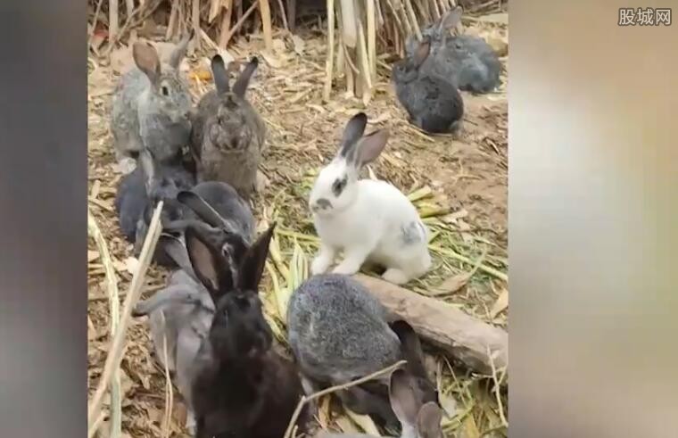 兔子的繁殖能力